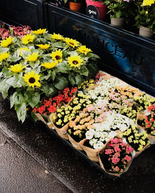 A display of potted sunflower plants with large yellow petals and dark centers, arranged alongside smaller flowering plants in various shades of pink, white, yellow, and red, all presented in brown pa