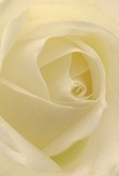 Drawn deep into the heart of this cream-white rose, the image invites you to imagine nestling within its delicate petals, their spiraled unfolding as inviting as the soft morning light that graces West Brompton's quiet side streets. Each petal appears to shimmer with a gentle sheen, nearly touched by dew, creating an atmosphere of serenity and understated drama: gentle shadows curl between layers, adding depth and drawing the eye deeper still. There is an unmistakable peace here-the kind felt in moments of private reflection or in gestures of thoughtful sympathy, where flowers become words. As a florist working amidst West Brompton's leafy avenues and historic corners, I see this rose as the purest emblem for expressing admiration or marking new beginnings, its subtle, sweet scent lingering like a promise in the air. The composition's closeness reminds us not only of the fragile beauty at the heart of nature but of the tender artistry and emotional care behind every floral gift designed and delivered throughout West Brompton. Each glance at this rose is a reminder of how beauty, expertly crafted, can embody hope, comfort, and a gentle new start.